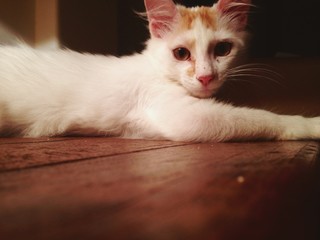 cat