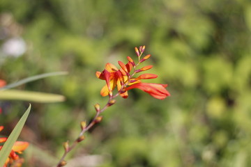 red flower