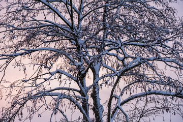 Details of a tree in winter, covered with snow, late evening with pink sky
