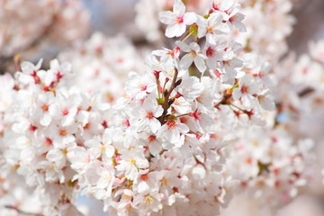 日本の春は美しい薄桃色の桜が咲き乱れる