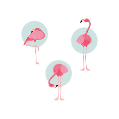 beautiful flamingos birds flock standing