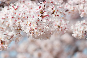 日本の春は美しい薄桃色の桜が咲き乱れる