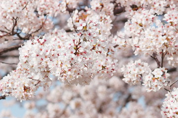 日本の春は美しい薄桃色の桜が咲き乱れる
