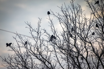 Ravens on dry branches covered with snow in winter. Cold cloudy day.