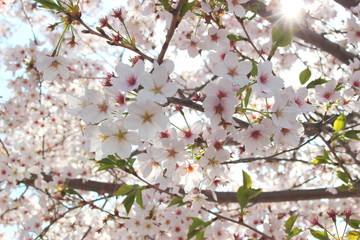 日本の春は美しい薄桃色の桜が咲き乱れる