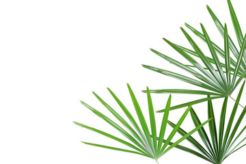 Green Leaves of Lady Palm Isolated on White Background