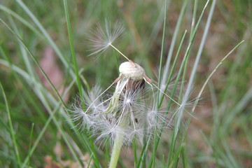 Пушистый одуванчик в весеннем саду крупным планом 