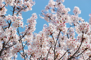 日本の春は美しい薄桃色の桜が咲き乱れる