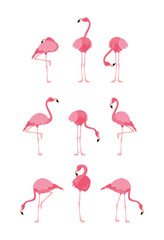 beautiful flamingos birds flock standing - obrazy, fototapety, plakaty