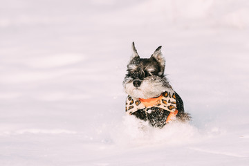 Miniature Schnauzer Dog Or Zwergschnauzer Sitting In Outfit Play