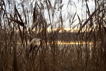 Obraz premium Sunset and reed (Třeboňsko, South Bohemia)