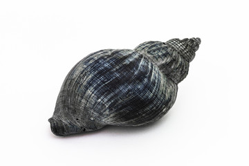 Wellhornschnecke