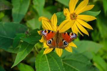 European peacock butterfly sitting on a yellow flower - close-up on a butterfly