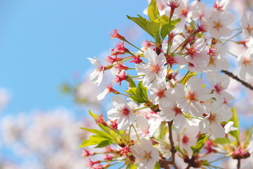 日本の春は美しい薄桃色の桜が咲き乱れる