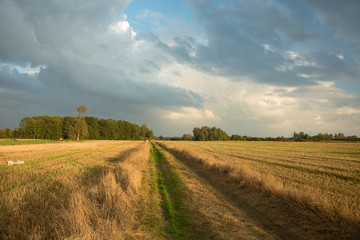 Road through mowed fields, trees on the horizon and clouds