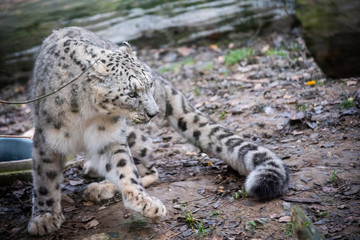 Panthère des neiges