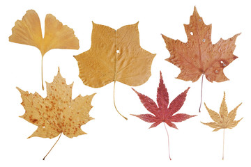 Dry Autumn Leaves Isolated on White Background
