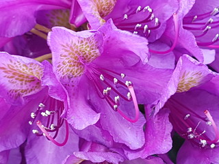 Красный рододендрон в весеннем саду крупным планом 