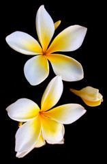Plumeria also known as frangipani flowers in bloom. Flowers that come in a variety of colors. A genus native to the tropical and subtropical Americas. Spread to all tropical locations of the world