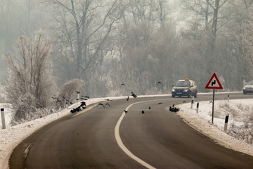 Ravens near the road looking for food. Winter, snow near the road, cold cloudy snowy day.