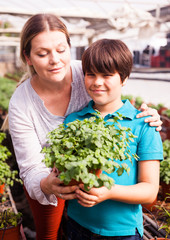 Little boy  with mother working with  peppermint seedlings in  greenhouse