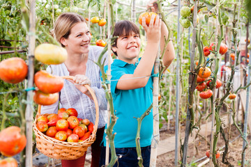 Young woman gardener with boy  picking tomatoes to basket  in  sunny garden