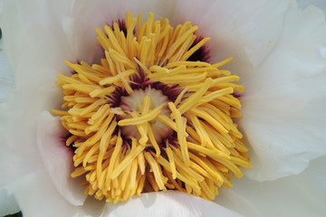 Белый пион в весеннем саду крупным планом 