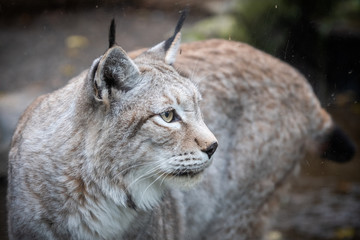 Obraz premium Portrait d'un lynx