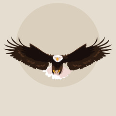 bald eagle bird flying