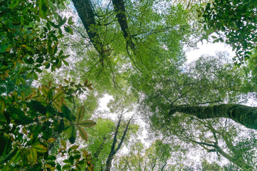 Fototapeta premium Forest canopy above