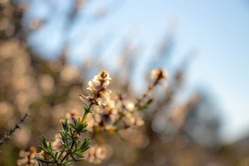 Natural background with flowers