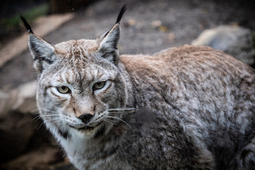 Portrait d'un lynx