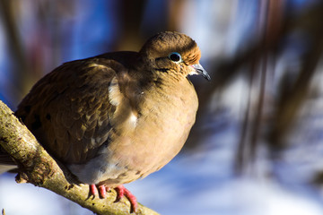 dove on branch