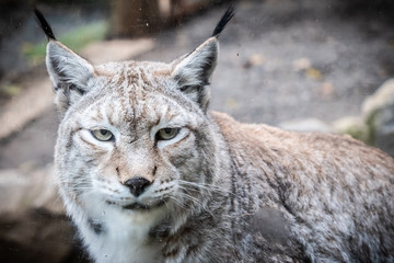 Portrait d'un lynx