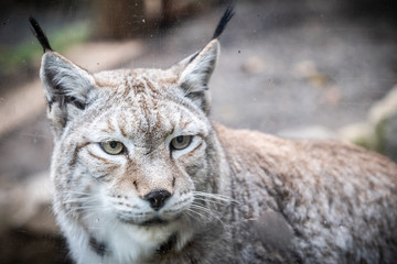 Portrait d'un lynx