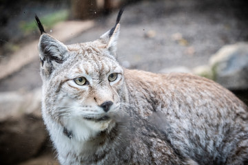Portrait d'un lynx