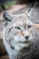 Portrait d'un lynx