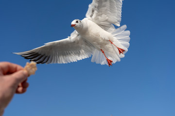 Seagull flies to the hand to take a piece of bread