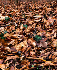 Laubwald im Herbst