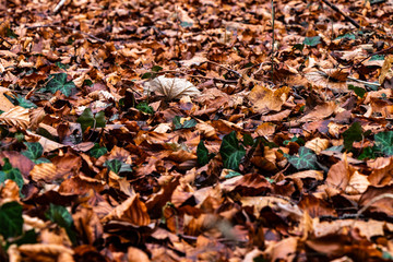 Laubwald im Herbst