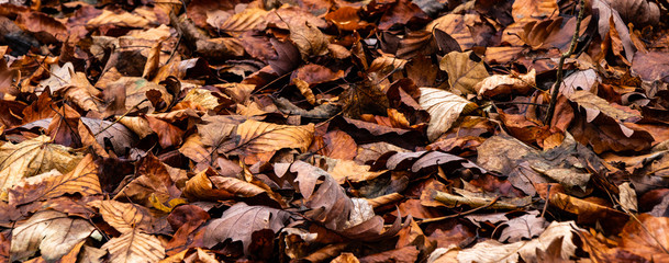 Laubwald im Herbst