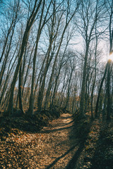 A path in an autumnal forest