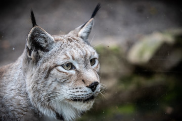 Portrait d'un lynx