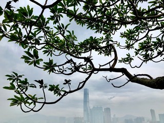 view across Hong Kong harbour under tree branches