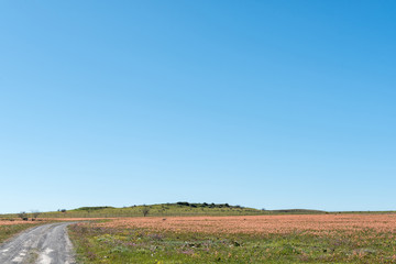 Field of wildflowers of the Moraea species near Nieuwoudtville