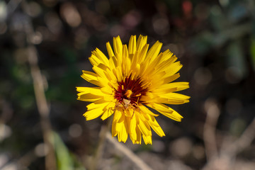 Yellow flower with background