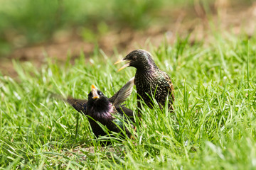 starlings in grass