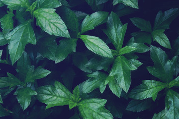 Fototapeta na wymiar Tropical Green Leaves of Creeping Daisy with Dark Retro Filter Effect