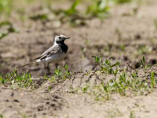 pied wagtail on sand
