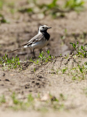pied wagtail on sand